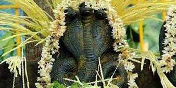 നാളെ ആയില്യംപൂജ നാളെ ആയില്യംപൂജ