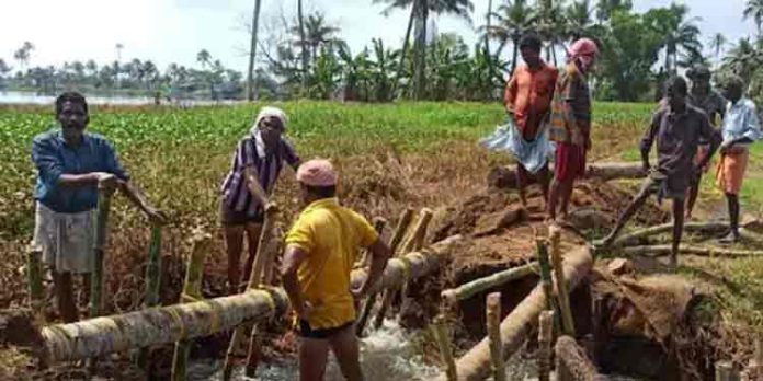 ആലപ്പുഴ ഇല്ലിമുറി തെക്കേതൊള്ളായിരം പാടത്ത് മടവീഴ്ച ആലപ്പുഴ ഇല്ലിമുറി തെക്കേതൊള്ളായിരം പാടത്ത് മടവീഴ്ച
