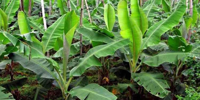 വാഴകൃഷി യില് അറിയേണ്ടത് വാഴകൃഷി യില് അറിയേണ്ടത്