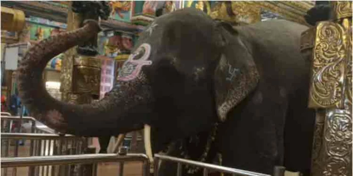 പുതുച്ചേരിയിലെ മണക്കുള വിനയഗർ ക്ഷേത്രത്തിലെ ആന ലക്ഷ്മി ചരിഞ്ഞു പുതുച്ചേരിയിലെ മണക്കുള വിനയഗർ ക്ഷേത്രത്തിലെ ആന ലക്ഷ്മി ചരിഞ്ഞു