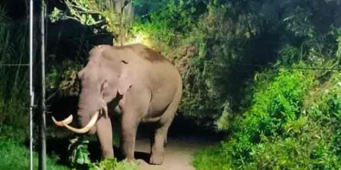 കാട്ടാന ഷോക്കേറ്റ് കിടന്നത് മണിക്കൂറുകൾ, നാട്ടുകാരെത്തി ഫ്യൂസ് ഊരിയതിനാൽ രക്ഷപ്പെട്ടു കാട്ടാന ഷോക്കേറ്റ് കിടന്നത് മണിക്കൂറുകൾ, നാട്ടുകാരെത്തി ഫ്യൂസ് ഊരിയതിനാൽ രക്ഷപ്പെട്ടു