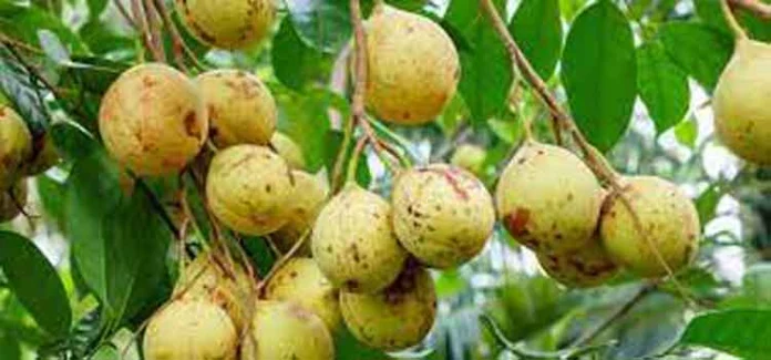 ജാതി കൃഷി അറിയേണ്ടത് ജാതി കൃഷി അറിയേണ്ടത്