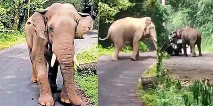 അതിരപ്പിള്ളി റോഡില് ഭീതിപരത്തി ഒറ്റയാന് കബാലി ഇന്നും റോഡിലിറങ്ങി അതിരപ്പിള്ളി റോഡില് ഭീതിപരത്തി ഒറ്റയാന് കബാലി ഇന്നും റോഡിലിറങ്ങി