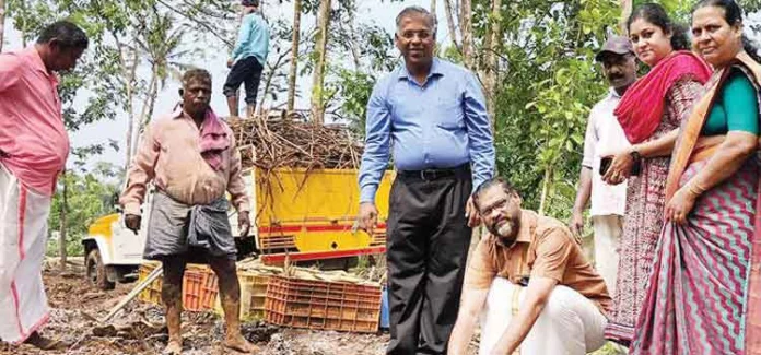 കരിമ്പുകൃഷി സജീവമാക്കാന് ഇരവിപേരൂർ ഒരുങ്ങി കരിമ്പുകൃഷി സജീവമാക്കാന് ഇരവിപേരൂർ ഒരുങ്ങി