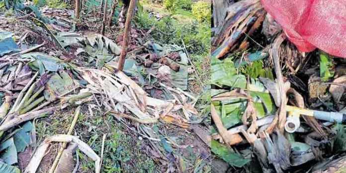 കൃഷിയിടത്ത് നാശം വിതച്ച് കാട്ടാന കൃഷിയിടത്ത് നാശം വിതച്ച് കാട്ടാന