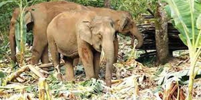തണ്ണിത്തോട് പ്ലാന്റേഷൻ മേടപ്പാറ സി ഡിവിഷനിൽ കാട്ടാന ശല്യം രൂക്ഷം തണ്ണിത്തോട് പ്ലാന്റേഷൻ മേടപ്പാറ സി ഡിവിഷനിൽ കാട്ടാന ശല്യം രൂക്ഷം