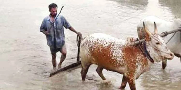 വിത്ത് വിതയ്ക്കാന് നിലമൊരുക്കി വാളകത്തിനാൽ പുഞ്ച വിത്ത് വിതയ്ക്കാന് നിലമൊരുക്കി വാളകത്തിനാൽ പുഞ്ച