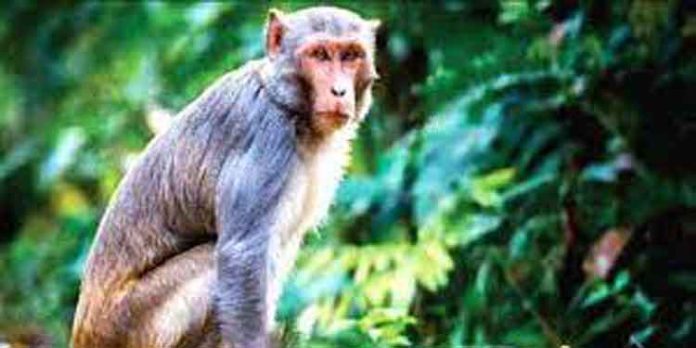 വാനരശല്യം ; മരത്തില് കയറി കര്ഷകന്റെ ആത്മഹത്യാഭീഷണി വാനരശല്യം ; മരത്തില് കയറി കര്ഷകന്റെ ആത്മഹത്യാഭീഷണി