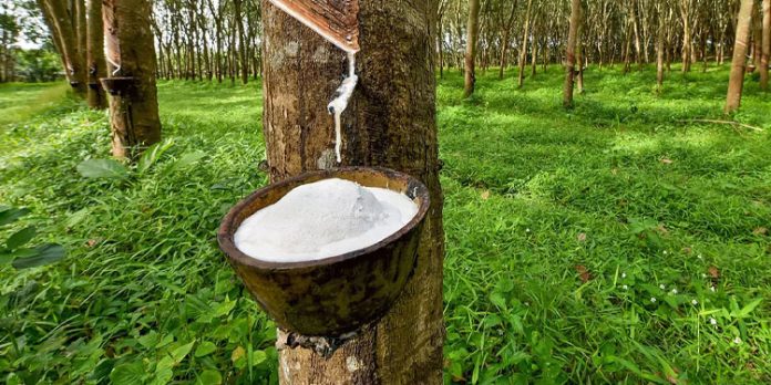 താങ്ങുവിലയുടെ കാര്യത്തില് എല്ഡിഎഫ് കേരളത്തിലെ റബ്ബര് കര്ഷകരെ വഞ്ചിക്കുകയാണെന്ന് യുഡിഎഫ് താങ്ങുവിലയുടെ കാര്യത്തില് എല്ഡിഎഫ് കേരളത്തിലെ റബ്ബര് കര്ഷകരെ വഞ്ചിക്കുകയാണെന്ന് യുഡിഎഫ്