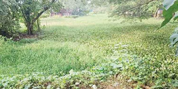 ഡി.ടി.പി.സി.കെട്ടിടം സാമൂഹിക വിരുദ്ധരുടെ കൈകളില് ഡി.ടി.പി.സി.കെട്ടിടം സാമൂഹിക വിരുദ്ധരുടെ കൈകളില്