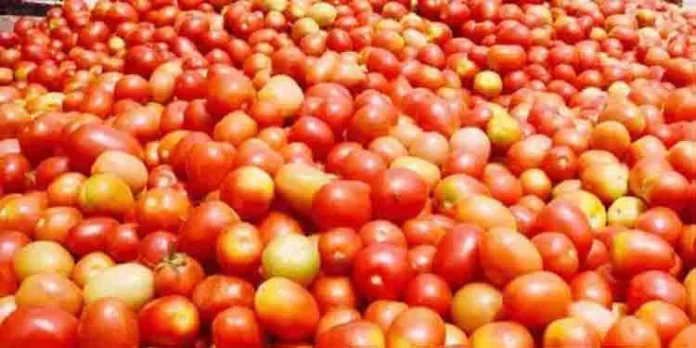 രാജ്യതലസ്ഥാനത്ത് തക്കാളിക്കു തീവില ; കിലോയ്ക്ക് 140 രൂപ രാജ്യതലസ്ഥാനത്ത് തക്കാളിക്കു തീവില ; കിലോയ്ക്ക് 140 രൂപ
