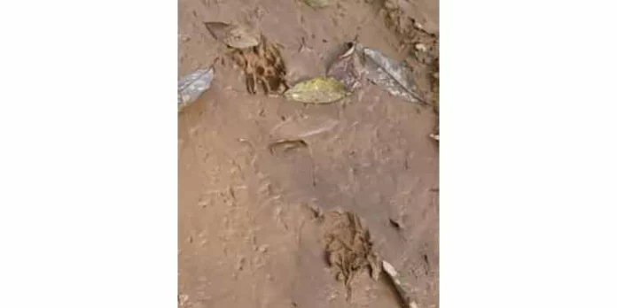 ജനവാസ മേഖലയില് നിന്ന് പുലി കാടുകയറാത്തത് ജനങ്ങളെ ഭീതിയിലാക്കുന്നു ജനവാസ മേഖലയില് നിന്ന് പുലി കാടുകയറാത്തത് ജനങ്ങളെ ഭീതിയിലാക്കുന്നു