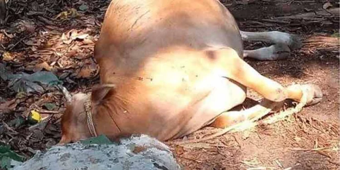 കേരള ഫീഡ്സ് കാലിത്തീറ്റ കഴിച്ച എട്ട് പശുക്കള് ചത്തു കേരള ഫീഡ്സ് കാലിത്തീറ്റ കഴിച്ച എട്ട് പശുക്കള് ചത്തു