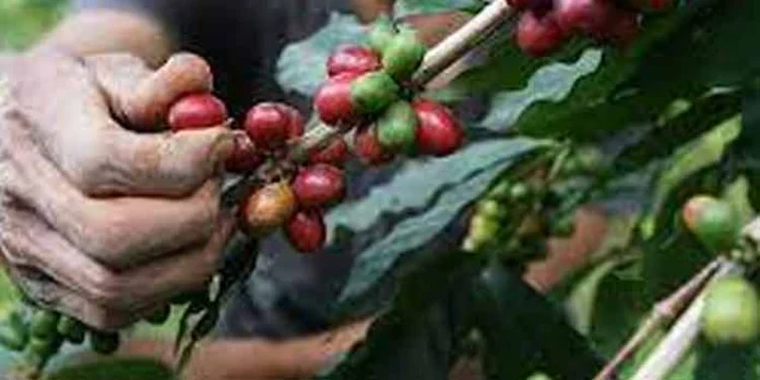 കാപ്പിക്കുരു കച്ചവടം ; ഇരുളത്ത് ആദിവാസികളില് നിന്ന് ഇടനിലക്കാർ കൊള്ള ലാഭം കൊയ്യുന്നു കാപ്പിക്കുരു കച്ചവടം ; ഇരുളത്ത് ആദിവാസികളില് നിന്ന് ഇടനിലക്കാർ കൊള്ള ലാഭം കൊയ്യുന്നു