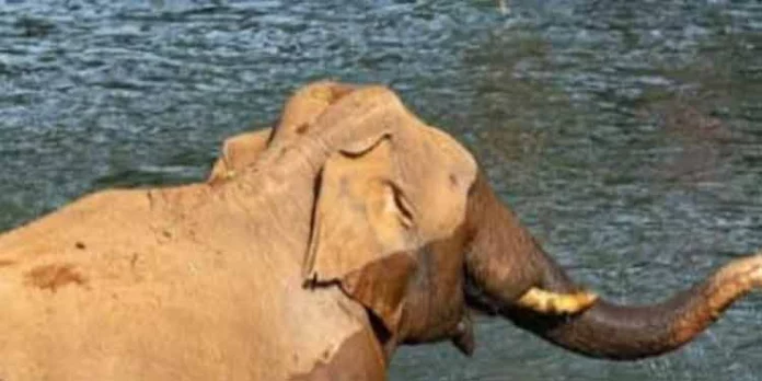 നാട്ടിലിറങ്ങിയ കാട്ടാനയെ ഉൾവനത്തിലേക്ക് പായിക്കുന്നതിനുള്ള നടപടി അടിയന്തിരമായി സ്വീകരിക്കണമെന്ന് കേരള കേൺഗ്രസ് (എം) നാട്ടിലിറങ്ങിയ കാട്ടാനയെ ഉൾവനത്തിലേക്ക് പായിക്കുന്നതിനുള്ള നടപടി അടിയന്തിരമായി സ്വീകരിക്കണമെന്ന് കേരള കേൺഗ്രസ് (എം)