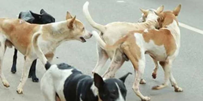 സര്ക്കാര് ഒപ്പമുണ്ട് : കേരളത്തില് ഈ വര്ഷം തെരുവുനായ ആക്രമണത്തില് 24 പേര് മരിച്ചു – സെപ്റ്റംബര് മാസത്തില് 8,355 പേര്ക്ക് നായയുടെ കടിയേറ്റു സര്ക്കാര് ഒപ്പമുണ്ട് : കേരളത്തില് ഈ വര്ഷം തെരുവുനായ ആക്രമണത്തില് 24 പേര് മരിച്ചു – സെപ്റ്റംബര് മാസത്തില് 8,355 പേര്ക്ക് നായയുടെ കടിയേറ്റു