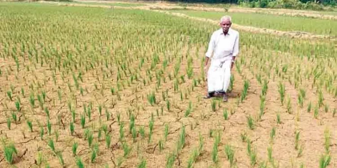 വെള്ളമില്ല ; 12 ഏക്കർ നെൽകൃഷി ഉണക്ക ഭീഷണിയിൽ വെള്ളമില്ല ; 12 ഏക്കർ നെൽകൃഷി ഉണക്ക ഭീഷണിയിൽ