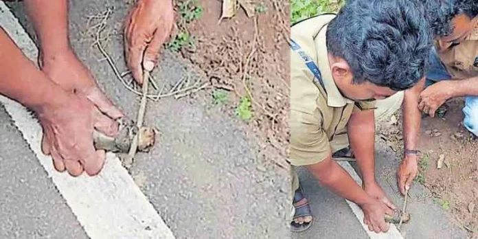 കെഎസ്ഇബി ജീവനക്കാരുടെ കരുണ ; അണ്ണാന് കുഞ്ഞിന് പുതുജീവന് കെഎസ്ഇബി ജീവനക്കാരുടെ കരുണ ; അണ്ണാന് കുഞ്ഞിന് പുതുജീവന്