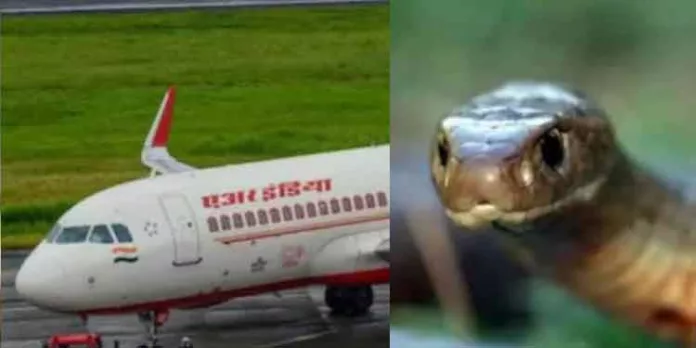 ദുബായിലേക്കുള്ള എയര് ഇന്ത്യ എക്സ്പ്രസ് വിമാനത്തില് പാമ്പിനെ കണ്ടെത്തിയ സംഭവം ; അന്വേഷണം പ്രഖ്യാപിച്ച് ഡിസിജിഎ ദുബായിലേക്കുള്ള എയര് ഇന്ത്യ എക്സ്പ്രസ് വിമാനത്തില് പാമ്പിനെ കണ്ടെത്തിയ സംഭവം ; അന്വേഷണം പ്രഖ്യാപിച്ച് ഡിസിജിഎ