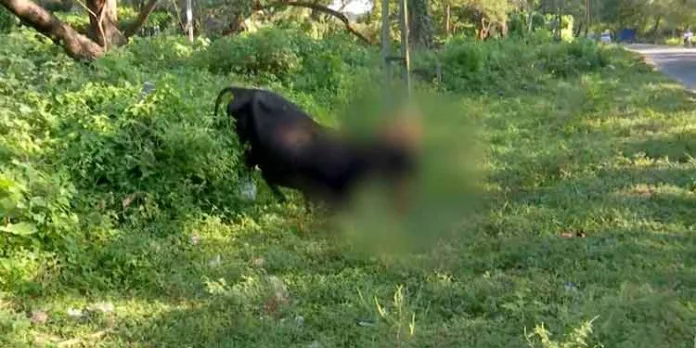 സ്ഫോടക വസ്തു പൊട്ടി പശുവിന് സാരമായി പരുക്കേറ്റു സ്ഫോടക വസ്തു പൊട്ടി പശുവിന് സാരമായി പരുക്കേറ്റു