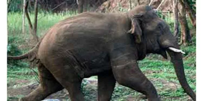 കൃഷിനശിപ്പിച്ച് കാട്ടാനക്കൂട്ടം കൃഷിനശിപ്പിച്ച് കാട്ടാനക്കൂട്ടം