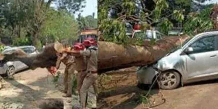 തൃശ്ശൂരില് മരം കടപുഴകിവീണ് മൂന്നുപേര്ക്ക് പരിക്ക് ; ഒരാളുടെ നില ഗുരുതരം തൃശ്ശൂരില് മരം കടപുഴകിവീണ് മൂന്നുപേര്ക്ക് പരിക്ക് ; ഒരാളുടെ നില ഗുരുതരം
