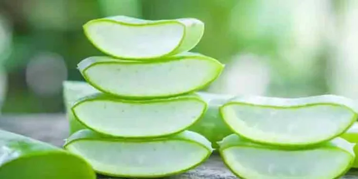 ചർമ്മത്തിനും മുടിയ്ക്കും കറ്റാർവാഴ മികച്ചത് ; ഉപയോഗിക്കേണ്ട വിധം ചർമ്മത്തിനും മുടിയ്ക്കും കറ്റാർവാഴ മികച്ചത് ; ഉപയോഗിക്കേണ്ട വിധം