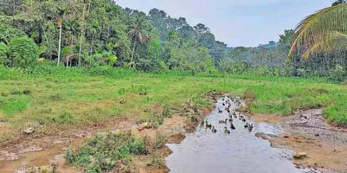 കൃഷിഭൂമി നശിച്ച വയോധികനോട് അധികൃതര് കനിഞ്ഞില്ല ; നിവൃത്തിയില്ലാതെ താറാവ് വളർത്തൽ ആരംഭിച്ച് കര്ഷകന് കൃഷിഭൂമി നശിച്ച വയോധികനോട് അധികൃതര് കനിഞ്ഞില്ല ; നിവൃത്തിയില്ലാതെ താറാവ് വളർത്തൽ ആരംഭിച്ച് കര്ഷകന്