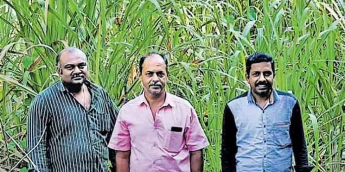 മധുരം കൂട്ടാന് കോട്ടാങ്ങൽ ശർക്കരയെത്തും ; 52 വർഷത്തിന് ശേഷം കരിമ്പുകൃഷി പുനരാരംഭിച്ചു മധുരം കൂട്ടാന് കോട്ടാങ്ങൽ ശർക്കരയെത്തും ; 52 വർഷത്തിന് ശേഷം കരിമ്പുകൃഷി പുനരാരംഭിച്ചു