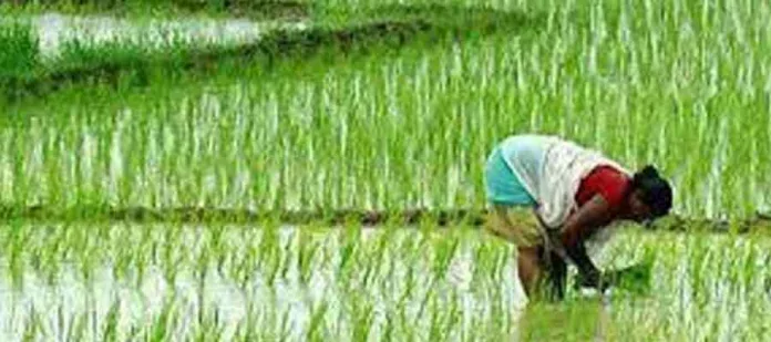 നെല്ലിന്റെ വിലവിതരണം വൈകുന്നു ; കര്ഷകര് ദുരിതത്തില് നെല്ലിന്റെ വിലവിതരണം വൈകുന്നു ; കര്ഷകര് ദുരിതത്തില്