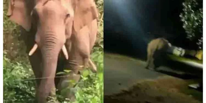 ധോണിയിലെ ജനവാസ മേഖലയിൽ വീണ്ടും കാട്ടാന ഇറങ്ങി ; വനംവകുപ്പ് ജീവനക്കാർ എത്തി ആനയെ അകറ്റി ധോണിയിലെ ജനവാസ മേഖലയിൽ വീണ്ടും കാട്ടാന ഇറങ്ങി ; വനംവകുപ്പ് ജീവനക്കാർ എത്തി ആനയെ അകറ്റി