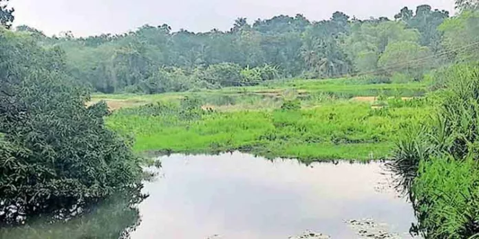 കാർഷിക പെരുമയില് പ്രധാന സ്ഥാനമുണ്ടായിരുന്ന കോതവിളച്ചാലിന്റെ നവീകരണം ഇനിയും തുടങ്ങിയില്ല കാർഷിക പെരുമയില് പ്രധാന സ്ഥാനമുണ്ടായിരുന്ന കോതവിളച്ചാലിന്റെ നവീകരണം ഇനിയും തുടങ്ങിയില്ല