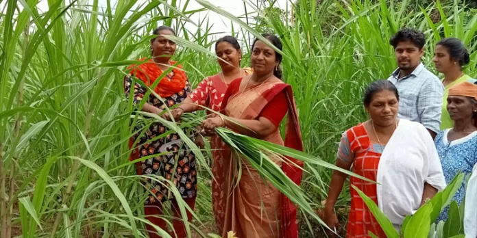 പുൽ കൃഷിയുടെ വിളവെടുപ്പ് നടത്തി പുൽ കൃഷിയുടെ വിളവെടുപ്പ് നടത്തി