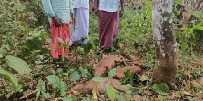 പാലക്കാട് കപ്പൂർ പഞ്ചായത്തിൽ കൃഷി നശിപ്പിക്കുന്ന 21 കാട്ടുപന്നികളെ വെടിവെച്ച് കൊന്നു പാലക്കാട് കപ്പൂർ പഞ്ചായത്തിൽ കൃഷി നശിപ്പിക്കുന്ന 21 കാട്ടുപന്നികളെ വെടിവെച്ച് കൊന്നു