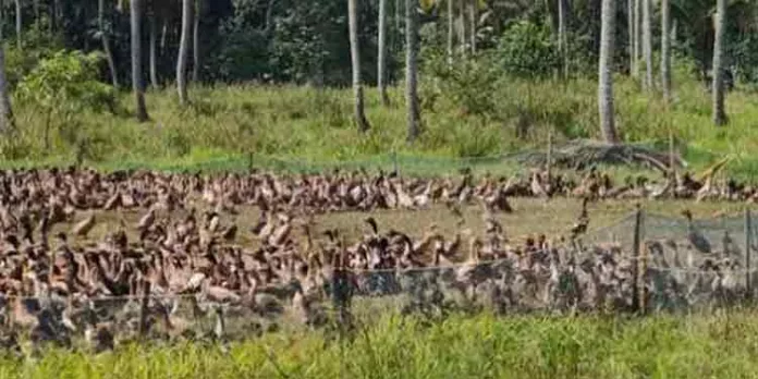 കോട്ടയം ജില്ലയിലെ വിവിധ ഭാഗങ്ങളില് പക്ഷിപ്പനി സ്ഥിരീകരിച്ചു കോട്ടയം ജില്ലയിലെ വിവിധ ഭാഗങ്ങളില് പക്ഷിപ്പനി സ്ഥിരീകരിച്ചു
