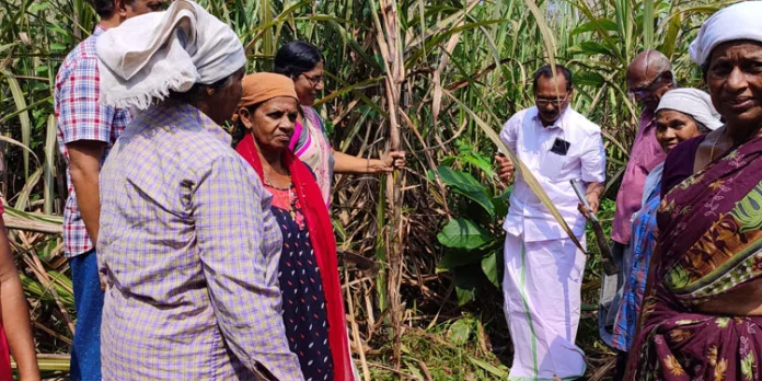 വാഴമുട്ടം ശര്ക്കര പുനര്ജനിക്കുന്നു വാഴമുട്ടം ശര്ക്കര പുനര്ജനിക്കുന്നു
