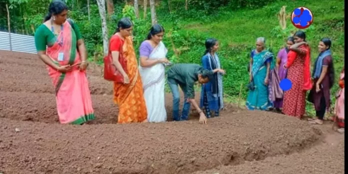ബീറ്റ്റൂട്ടും റാഡിഷും വിളയിച്ച് ആവണിപാറ ഗിരിവർഗ്ഗ കോളനിവാസികൾ ബീറ്റ്റൂട്ടും റാഡിഷും വിളയിച്ച് ആവണിപാറ ഗിരിവർഗ്ഗ കോളനിവാസികൾ