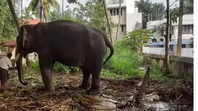 തുമ്പികൈ ഇല്ലാത്ത കുട്ടിയാനയെ ഒരാഴ്ചയായിട്ടും വനംവകുപ്പിന് കണ്ടെത്താനായില്ല തുമ്പികൈ ഇല്ലാത്ത കുട്ടിയാനയെ ഒരാഴ്ചയായിട്ടും വനംവകുപ്പിന് കണ്ടെത്താനായില്ല