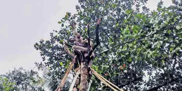 ശിഖരം വെട്ടുന്നതിനിടെ ബോധക്ഷയമുണ്ടായ ആളെ അഗ്നിരക്ഷാസേന രക്ഷിച്ചു ശിഖരം വെട്ടുന്നതിനിടെ ബോധക്ഷയമുണ്ടായ ആളെ അഗ്നിരക്ഷാസേന രക്ഷിച്ചു