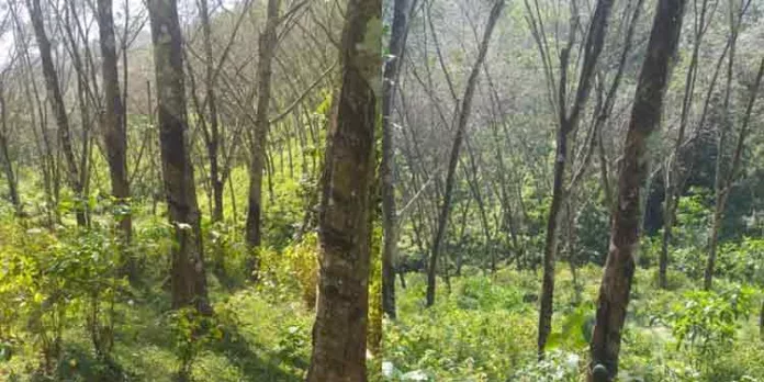 കോടികളുടെ ഉൽപ്പാദന നഷ്ടം ; അടിയന്തര അന്വേഷണം ആവശ്യപ്പെട്ട് പ്ലാന്റേഷൻ വർക്കേഴ്സ് കോൺഗ്രസ് ഐഎന്ടിയുസി ജില്ലാ കമ്മിറ്റി കോടികളുടെ ഉൽപ്പാദന നഷ്ടം ; അടിയന്തര അന്വേഷണം ആവശ്യപ്പെട്ട് പ്ലാന്റേഷൻ വർക്കേഴ്സ് കോൺഗ്രസ് ഐഎന്ടിയുസി ജില്ലാ കമ്മിറ്റി