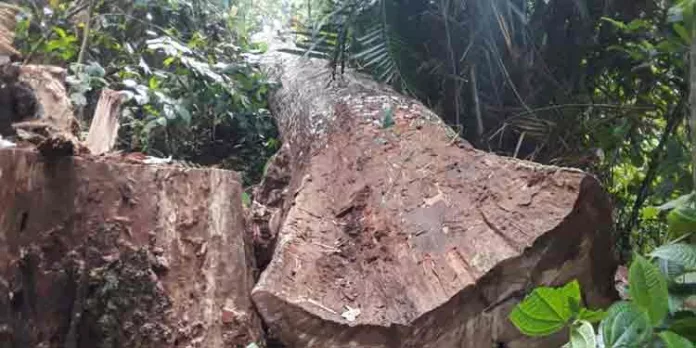 ശബരിമലയില് അപകട ഭീഷണിയായ മരങ്ങള് മുറിച്ചു മാറ്റി ശബരിമലയില് അപകട ഭീഷണിയായ മരങ്ങള് മുറിച്ചു മാറ്റി