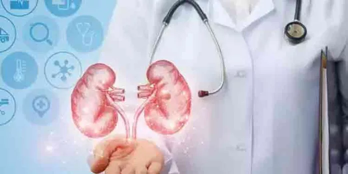 വൃക്കയുടെ ആരോഗ്യത്തിനായി ഡയറ്റില് ഉള്പ്പെടുത്തേണ്ട ചില പച്ചക്കറികളെ പരിചയപ്പെടാം വൃക്കയുടെ ആരോഗ്യത്തിനായി ഡയറ്റില് ഉള്പ്പെടുത്തേണ്ട ചില പച്ചക്കറികളെ പരിചയപ്പെടാം