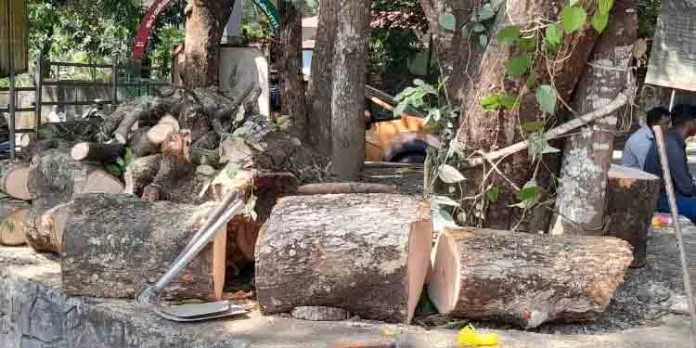 കോന്നി താലൂക്ക് ആശുപത്രി പരിസരത്തെ മരം മുറിച്ച് മാറ്റിയ സംഭവം ; വനം വകുപ്പ് വിശദീകരണം തേടി കോന്നി താലൂക്ക് ആശുപത്രി പരിസരത്തെ മരം മുറിച്ച് മാറ്റിയ സംഭവം ; വനം വകുപ്പ് വിശദീകരണം തേടി