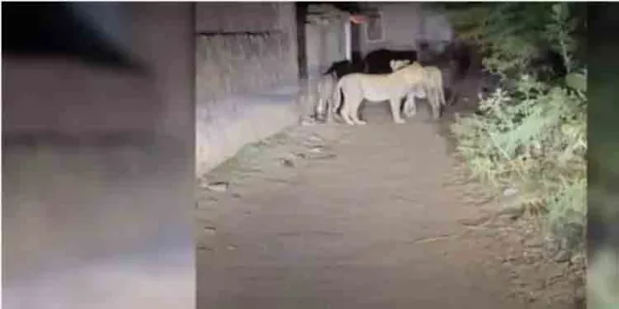 ദേശീയോദ്യാനത്തില് അതിക്രമിച്ച് കയറി സിംഹങ്ങളെ തുരത്തി ഓടിച്ചു ; മൂന്ന് പേര് അറസ്റ്റില് ദേശീയോദ്യാനത്തില് അതിക്രമിച്ച് കയറി സിംഹങ്ങളെ തുരത്തി ഓടിച്ചു ; മൂന്ന് പേര് അറസ്റ്റില്
