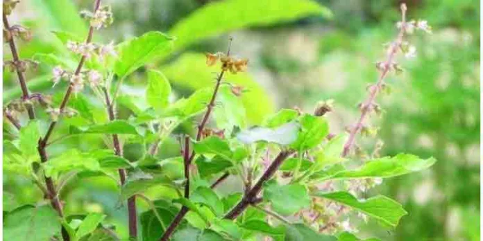 നിങ്ങളുടെ വീട്ടില് തുളസിയുണ്ടോ ? എങ്കില് ആരോഗ്യത്തെ കുറിച്ച് ആശങ്കപ്പെടേണ്ട നിങ്ങളുടെ വീട്ടില് തുളസിയുണ്ടോ ? എങ്കില് ആരോഗ്യത്തെ കുറിച്ച് ആശങ്കപ്പെടേണ്ട