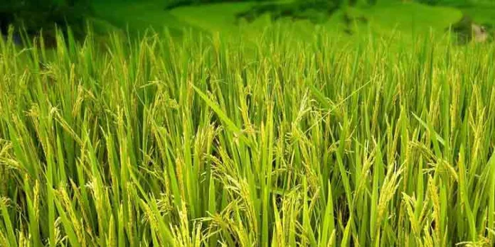 മല്ലപ്പള്ളിയില് കൃഷി സെമിനാറും മണ്ണ് പരിശോധനയും നടന്നു മല്ലപ്പള്ളിയില് കൃഷി സെമിനാറും മണ്ണ് പരിശോധനയും നടന്നു