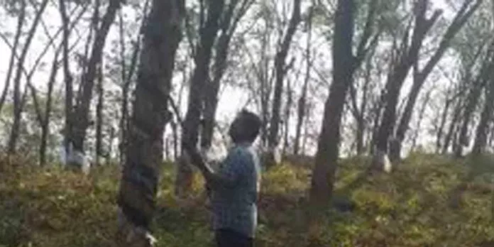 തൊഴിലാളികളുടെ കൂലി വർധനവ് : പ്ലാന്റേഷൻ തൊഴിലാളികളുടെ കൂലി വർധനവ് മുടങ്ങുന്നു തൊഴിലാളികളുടെ കൂലി വർധനവ് : പ്ലാന്റേഷൻ തൊഴിലാളികളുടെ കൂലി വർധനവ് മുടങ്ങുന്നു