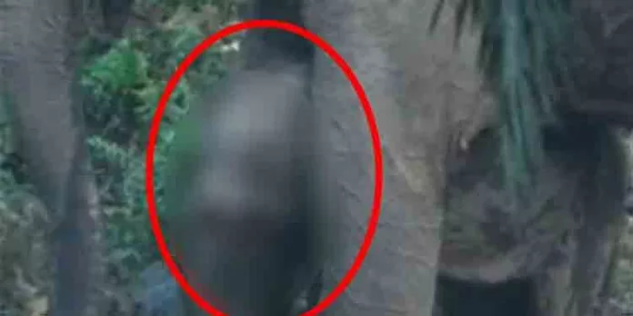 അതിരപ്പിള്ളിയിൽ തുമ്പിക്കൈ അറ്റനിലയിൽ കുട്ടിയാനയെ കണ്ടെത്തി അതിരപ്പിള്ളിയിൽ തുമ്പിക്കൈ അറ്റനിലയിൽ കുട്ടിയാനയെ കണ്ടെത്തി