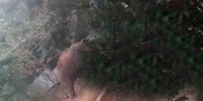 ധോണിയില് വീണ്ടും ആനക്കൂട്ടമിറങ്ങി ; വനപാലകർ പടക്കം പൊട്ടിച്ച് കാട് കയറ്റി ധോണിയില് വീണ്ടും ആനക്കൂട്ടമിറങ്ങി ; വനപാലകർ പടക്കം പൊട്ടിച്ച് കാട് കയറ്റി