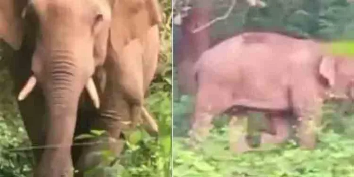 പാലക്കാട് വീണ്ടും പി ടി 7 ഇറങ്ങി ; ഭീതിയോടെ നാട്ടുകാര് പാലക്കാട് വീണ്ടും പി ടി 7 ഇറങ്ങി ; ഭീതിയോടെ നാട്ടുകാര്